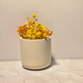 Handgefertigte minimalistische Gipsvase für Trockenblumen – Sweetly Crafted by Maja
